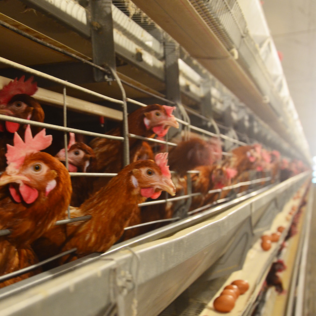 Differences between Battery Cage System and Free-range System (1)