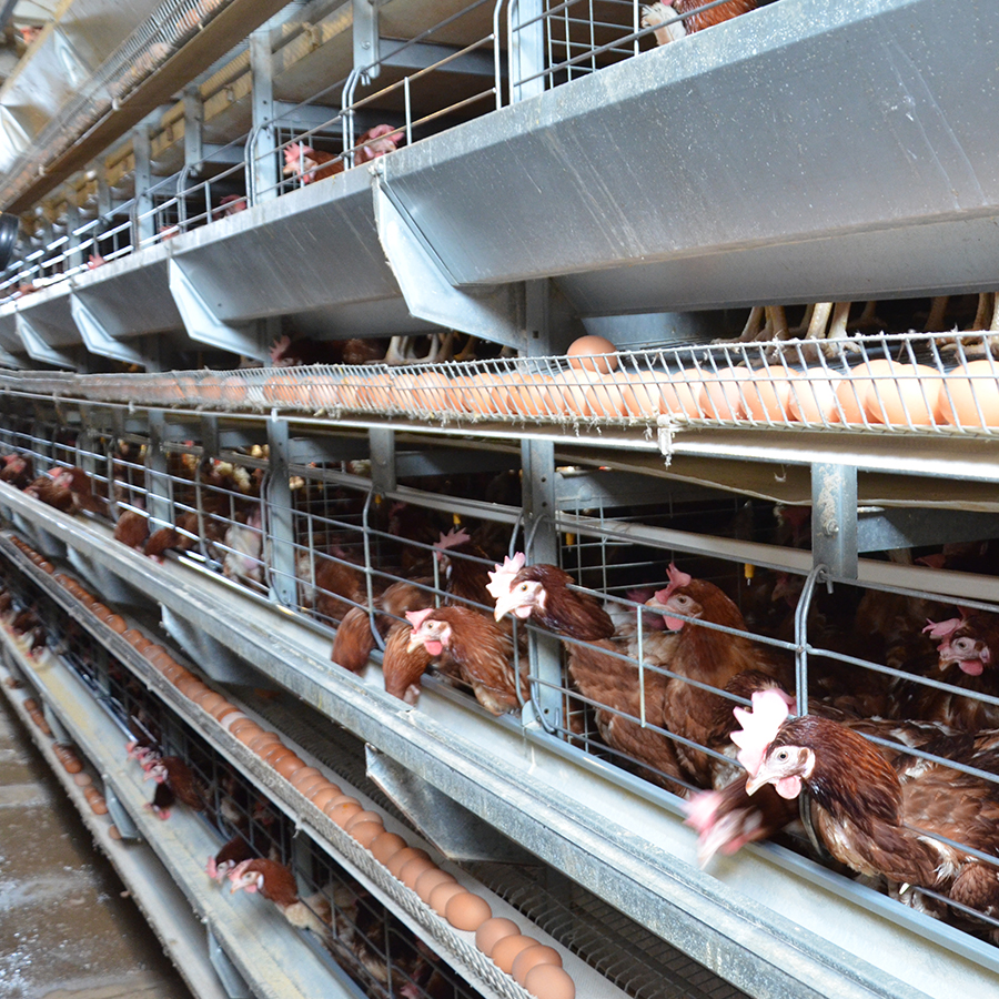 Differences between Battery Cage System and Free-range System (5)