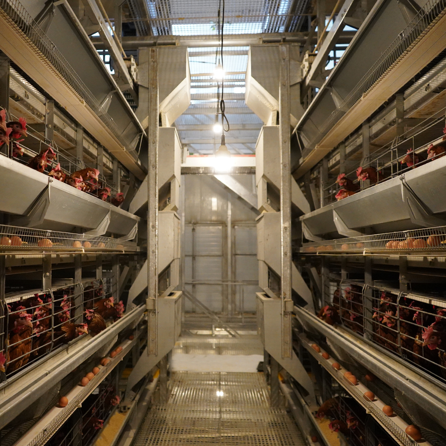 Phapang lipakeng tsa Battery Cage System le Free-range System (6)