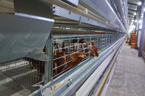 Layer Chicken Farming Solutions