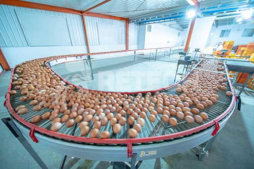 avtomatski sistem za zbiranje jajc