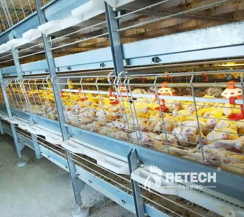 broiler feeding system