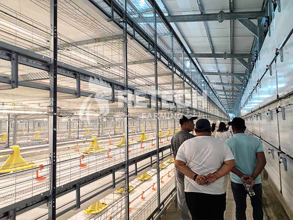 86000 broilers farming