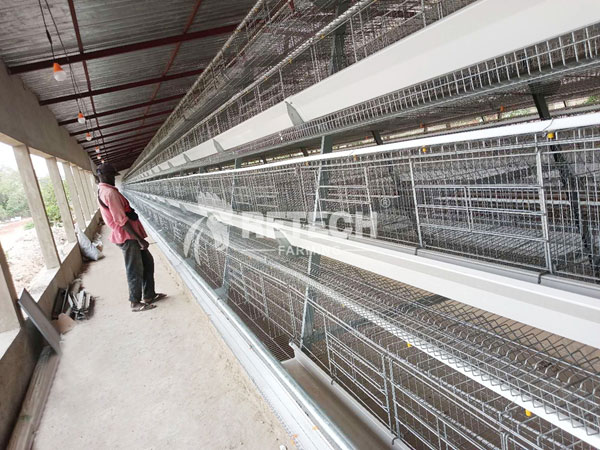 A type layer battery cage equipment