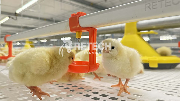 Broiler farming in the Philippines