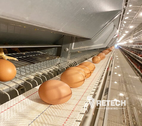 egg layer farm