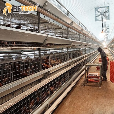 H type battery cage chickens