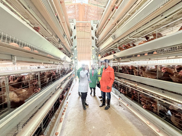 H type layer battery cage system