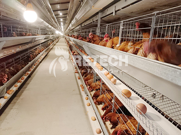 Nigeria 50,000 laying hens project