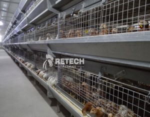 Pullet raising equipment