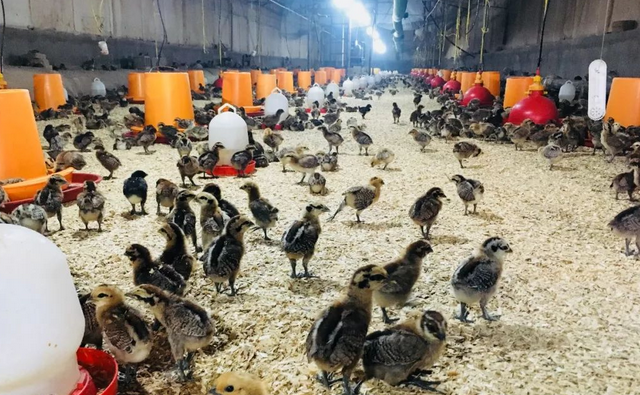 Traditional feeding methods in chicken coops