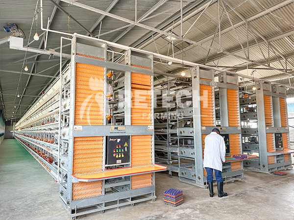 automatic egg collection system farm