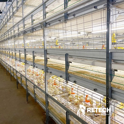 broiler cage equipment