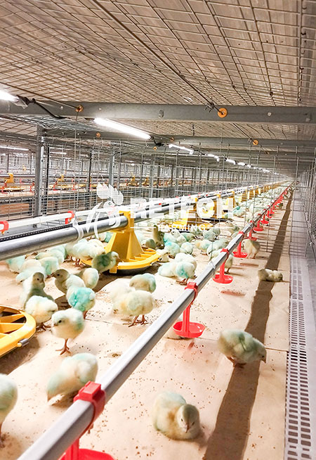 broiler farm feeding line