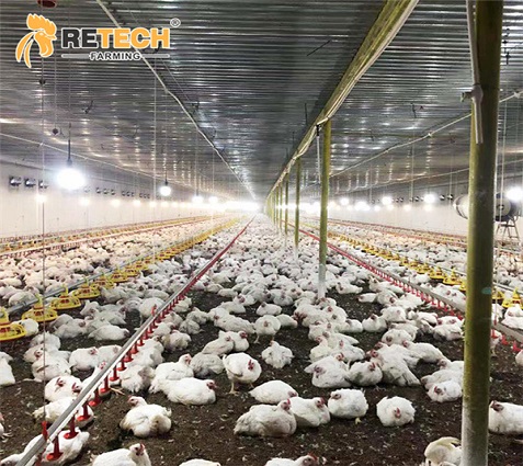 https://www.retechchickencage.com/good-price-broiler-poultry-farm-chicken-house-with-feeding-system-on-ground-product/