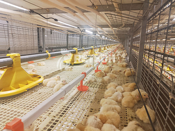 broiler poultry raising