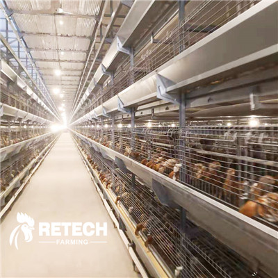 https://www.retechchickencage.com/retech-automatic-h-type-poultry-farm-pullet-chicken-cage-product/
