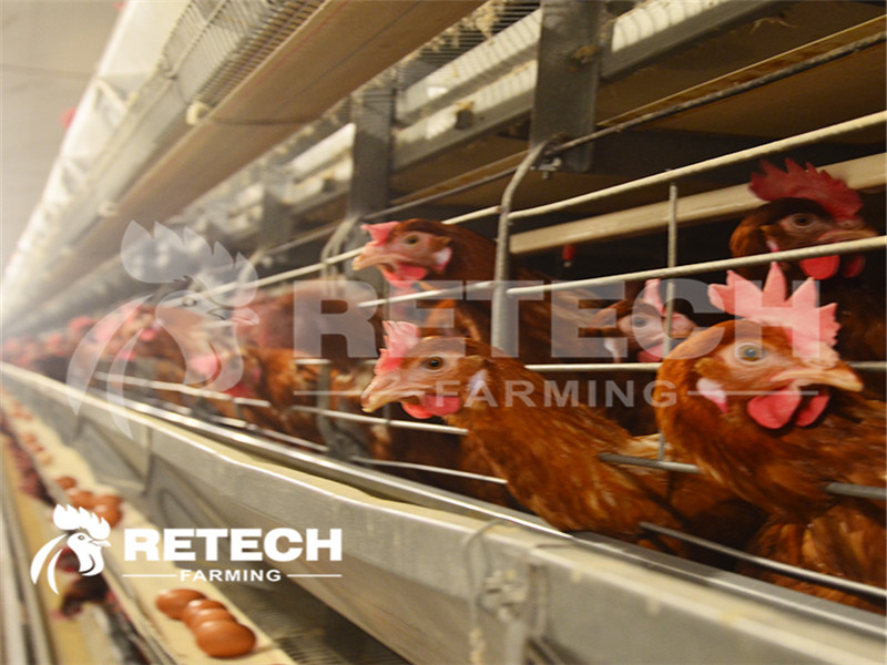 chicken farm-2