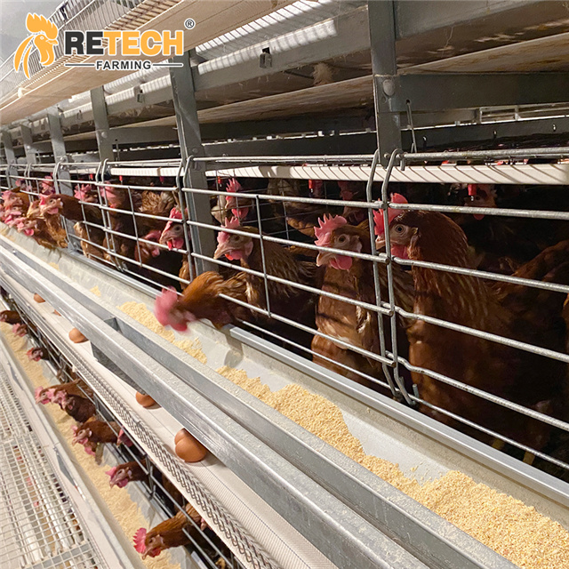 chicken feeding equipment