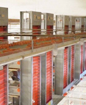 chicken system