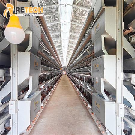 h type layer cage