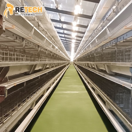 h type poultry layer cage