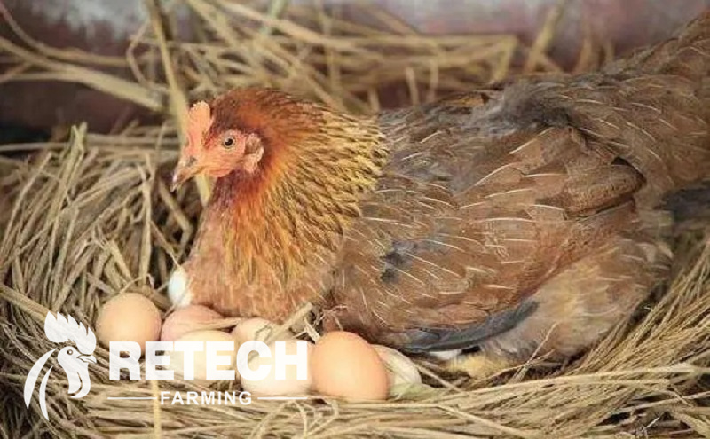 https://www.retechchickencage.com/poultry-farm-agricultural-machinery-automatic-chicken-egg-incubator-hatching-10000-eggs-product/