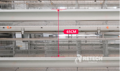 layer cage system for 50000 chickens