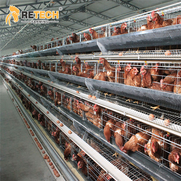 https://www.retechchickencage.com/retech-automatic-a-type-poultry-farm-layer-chicken-cage-product/