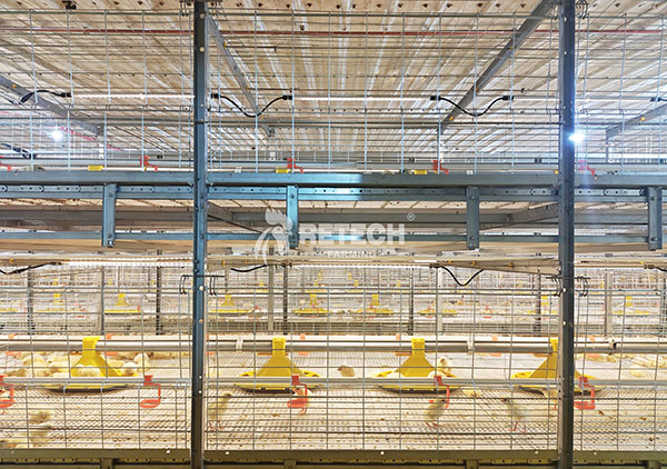 poultry raising in the philippines