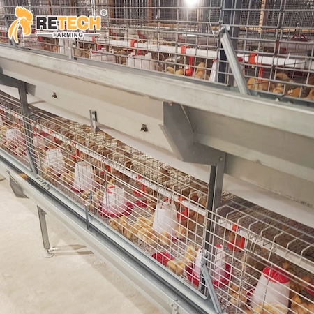 pullet cage
